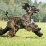 Greyhound jellegének leírása, a betegség, a gondozás és az árak