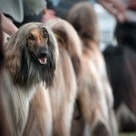 Greyhound jellegének leírása, a betegség, a gondozás és az árak