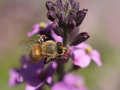 Akkuraevy méz jótékony tulajdonságok (fotók)