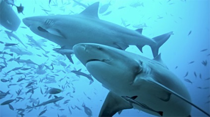 A cápaporc közös használatra, ellenjavallatok