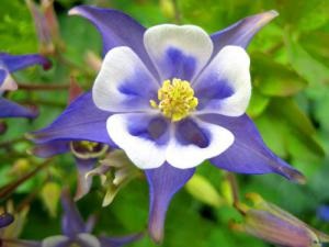 Terry aquilegia növekvő magról (aquilegia frottír növekvő) Terry aquilegia növekvő magról