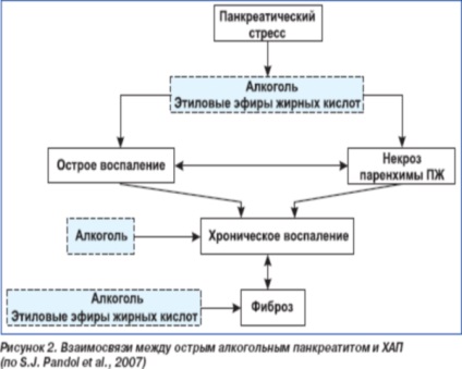 Alkoholos pancreatitis akut és krónikus formái a tünetek, kezelés, prognózis