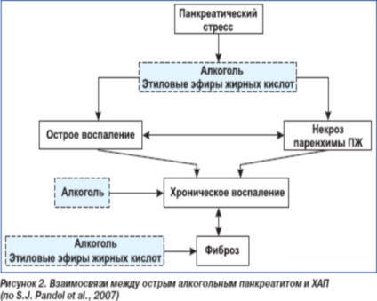Alkoholos pancreatitis akut és krónikus formái a tünetek, kezelés, prognózis (tünetek) Alkoholos pancreatitis akut és krónikus formái a tünetek, kezelés, prognózis