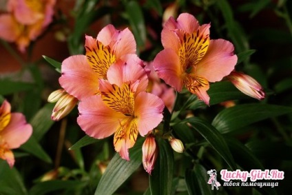 Alstroemeria termesztés vetőmagok és ültetési finomság és gondozás