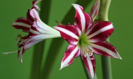 Amaryllis és Hippeastrum különbségek (Hippeastrum) Amaryllis és Hippeastrum különbségek