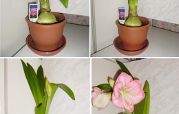 Amaryllis és Hippeastrum különbségek (különbségek) Amaryllis és Hippeastrum különbségek