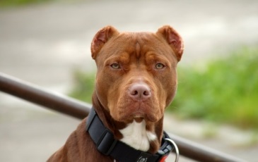 American Pit Bull Terrier fotó, leírás, természet a fajta, és a vélemények a tulajdonosok (fotó) American Pit Bull Terrier fotó, leírás, természet a kőzetek és a vélemények a tulajdonosok
