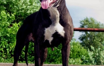 American Pit Bull Terrier fotó, leírás, természet a fajta, és a vélemények a tulajdonosok (rock) American Pit Bull Terrier fotó, leírás, természet a kőzetek és a vélemények a tulajdonosok