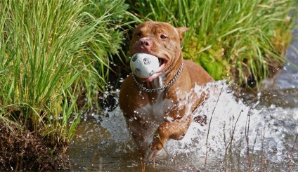 American Pit Bull Terrier fotó, leírás, természet a fajta, és a vélemények a tulajdonosok (kutya) American Pit Bull Terrier fotó, leírás, természet a kőzetek és a vélemények a tulajdonosok
