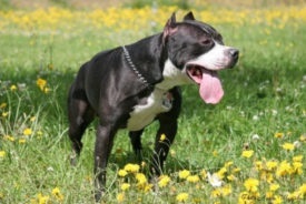 American Pit Bull Terrier fotó, leírás, természet a fajta, és a vélemények a tulajdonosok (American Pit Bull Terrier) American Pit Bull Terrier fotó, leírás, természet a kőzetek és a vélemények a tulajdonosok