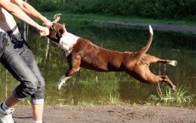 American Pit Bull Terrier fotó, leírás, természet a kőzetek és a vélemények a tulajdonosok
