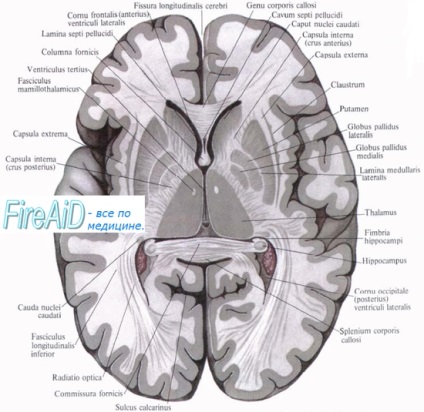 Anatomy félteke basalis mag (coprus) Anatómia basalis mag félgömbök
