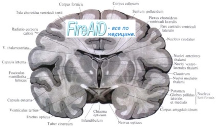 Anatomy félteke basalis mag (core) Anatómia basalis mag félgömbök
