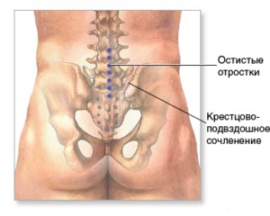 Anatómiai és szerkezete a lumbosacral gerinc, keresztcsont és farkcsont funkció
