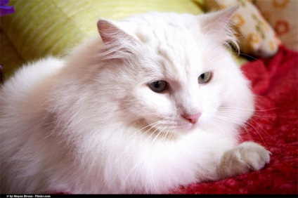 Angóra macska - egy fotót a fajta, egy cica költség angóra macska, hogyan kell gondoskodni az angóra