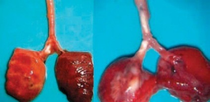 Aspergillosis - észlelésére, megelőzésére és kezelésére, a Baromfi Tenyésztők (megelőzés) Aspergillosis - felderítése, megelőzése és kezelése, a baromfitenyésztők