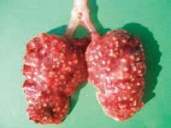 Aspergillosis - észlelésére, megelőzésére és kezelésére, a Baromfi Tenyésztők (takarmány ivóvíz) Aspergillosis - felderítése, megelőzése és kezelése, a baromfitenyésztők