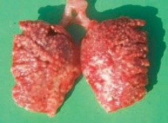 Aspergillosis - észlelésére, megelőzésére és kezelésére, a Baromfi Tenyésztők (megelőzés) Aspergillosis - felderítése, megelőzése és kezelése, a baromfitenyésztők