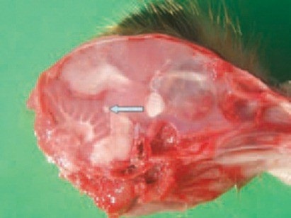 Aspergillosis - észlelésére, megelőzésére és kezelésére, a Baromfi Tenyésztők (aspergillosis) Aspergillosis - felderítése, megelőzése és kezelése, a baromfitenyésztők