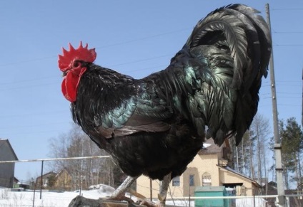 Australorp tyúkok fajta leírását, jellemzőit, mind a kezelés és karbantartás (fotó)