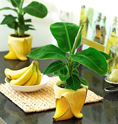 banán ház
