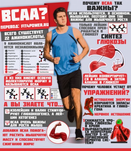 BCAA kutatás hatékonyságát, hogyan kell bevenni, infographics és tények