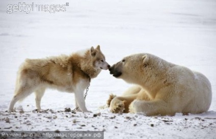 Jegesmedvék és szánhúzó kutyák Husky - perunitsa