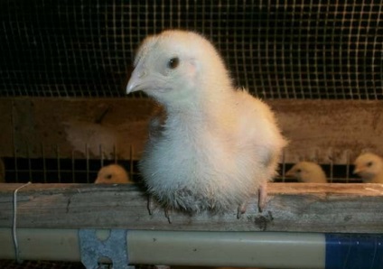 Üzleti broiler csirkék (augusztus 2017) (2017) Üzleti broiler csirkék (augusztus 2017)
