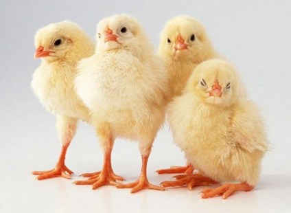 Üzleti broiler csirkék (augusztus 2017) (az otthon szükséges) Üzleti broiler csirkék (augusztus 2017)