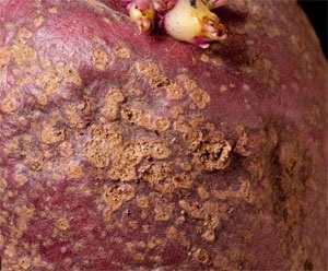 Burgonya betegség fényképet és egy rövid leírást