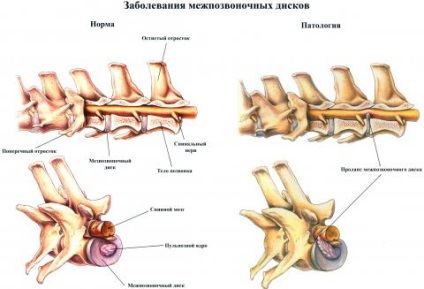 Porckorong betegség a kutyák (Emlékeztető a tulajdonosok), állatorvosi klinika Dr. Shubin