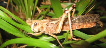 Locust ellenőrzés