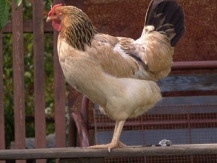 Brit csirke, amely akár 8, 10, 20 és hírek