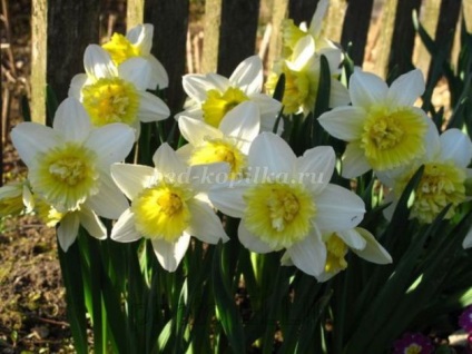 Csokor édességek nárcisz (Narcissus Bouquet cukorkák) Csokor nárcisz származó édesség