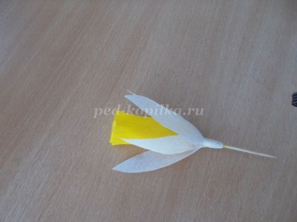 Csokor édességek nárcisz (Narcissus Bouquet cukorkák) Csokor nárcisz származó édesség