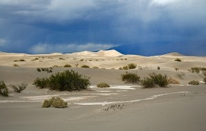 Desert Storm kokologichesky teszt