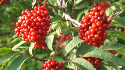Fürtös bodza terápiás tulajdonságainak és kontra-1 (kezelés) Sambucus racemosa gyógyszer tulajdonságait és ellenjavallatok 1