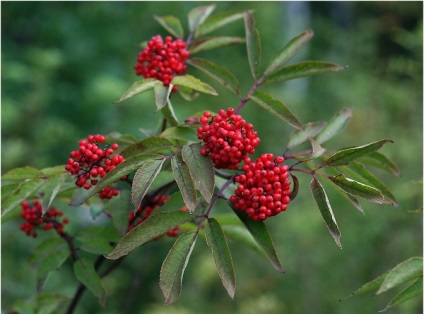 Fürtös bodza terápiás tulajdonságainak és ellenjavallatok 1 (tulajdonságok) Sambucus racemosa gyógyszer tulajdonságait és ellenjavallatok 1
