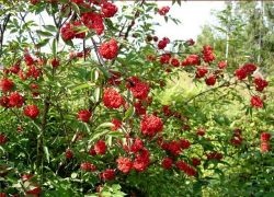 Fürtös bodza - hasznos tulajdonságok (előnyös) Fürtös bodza - hasznos tulajdonságai
