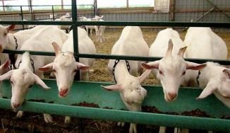 Mi a takarmány egy kecske, hogy több tejet ellés után, az ellést megelőző időszakot