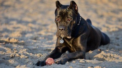 Mi a takarmány egy Cane Corso kölyök és felnőtt kutya