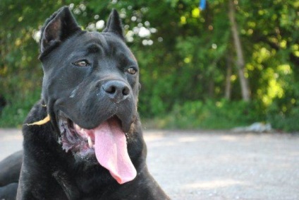 Mi a takarmány egy Cane Corso kölyök és felnőtt kutya