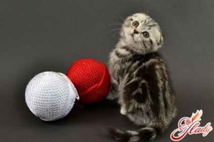 A takarmány-skót szeres cica (cat takarmány Scottish fold) Mi a Feed Scottish fold kiscica