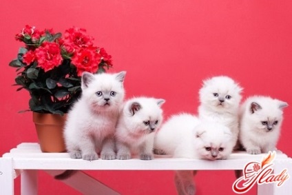 A takarmány-skót szeres cica (takarmány) Mi a Feed Scottish fold kiscica