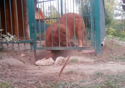 Mi a takarmány a tibeti masztiff, karbantartásáról, fotó és videó