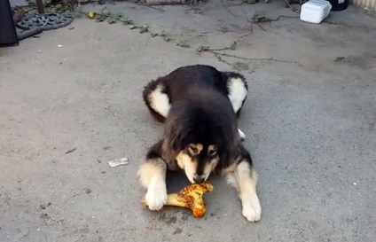 Mi a takarmány a tibeti masztiff, karbantartásáról, fotó és videó