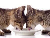 Amit nem lehet etetni a cicák