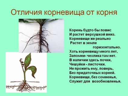 Mi a különbség a gyökér rizóma (root) Mi a különbség a gyökér rizómák