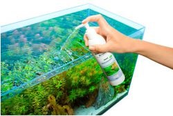 Hogyan megtermékenyítő vízinövények