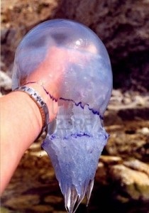Mi a teendő, ha megcsípte egy medúza, megharapott!